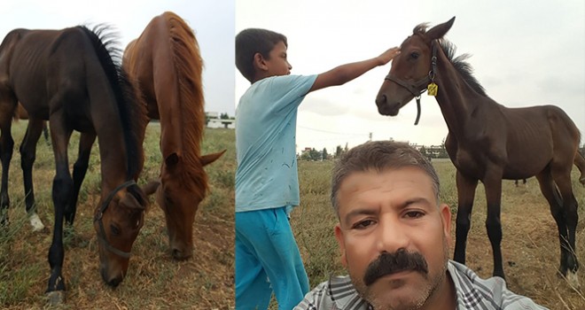 Çalındı denilen İngiliz atı ve yavrusu bulundu