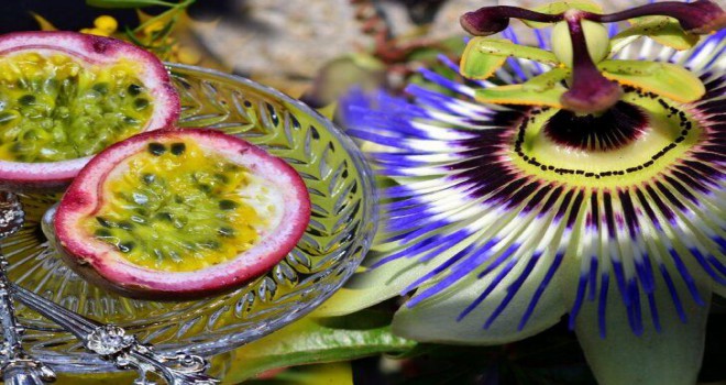 Cinsel gücü anında artırıyor! Passiflora bitkisinin meyvesi