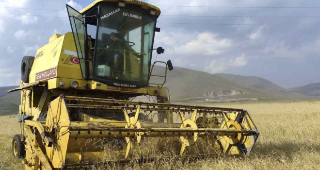 Genetiği bozulmamış 13 bin yıllık kavılca buğdayında hasat dönemi