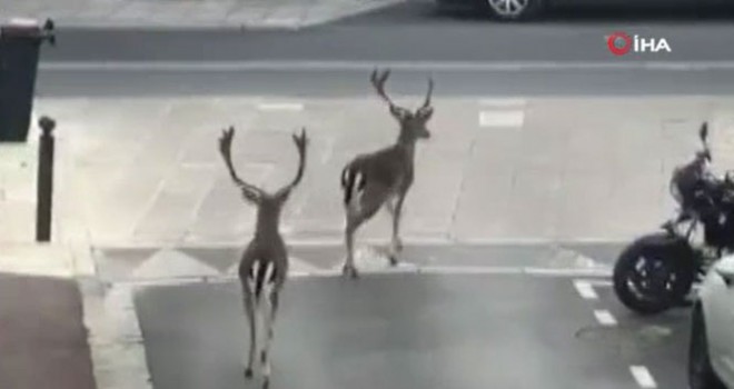 Paris sokaklarına geyikler indi