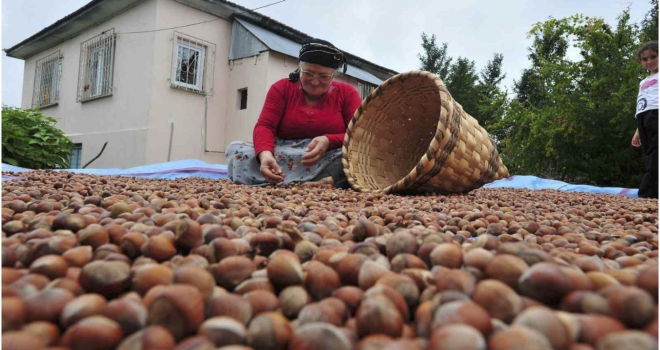 Fındık ihracatı geçen yılın iki katına yaklaştı