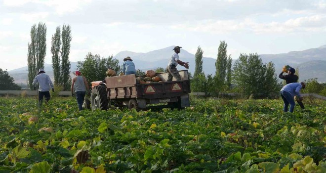 Su kısıtlaması bal kabağı rekoltesini yarı yarıya düşürdü